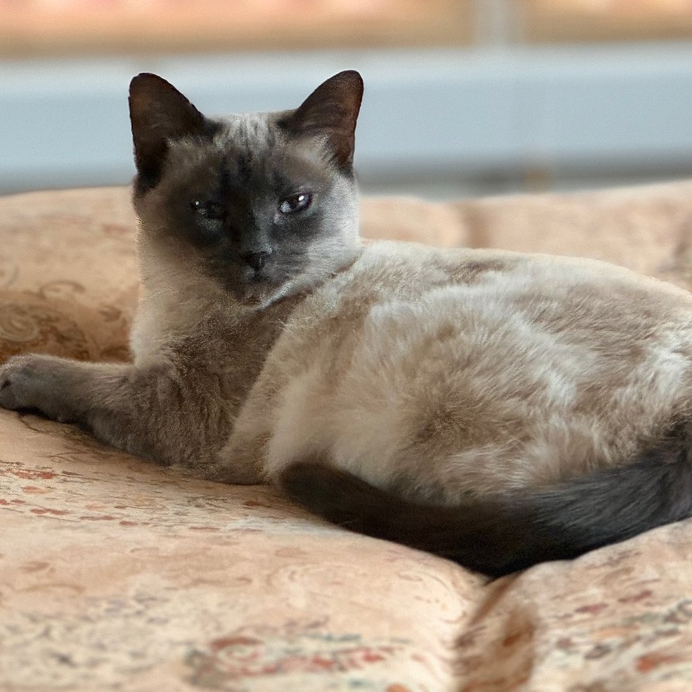 Meet your Posher, Catbalou32